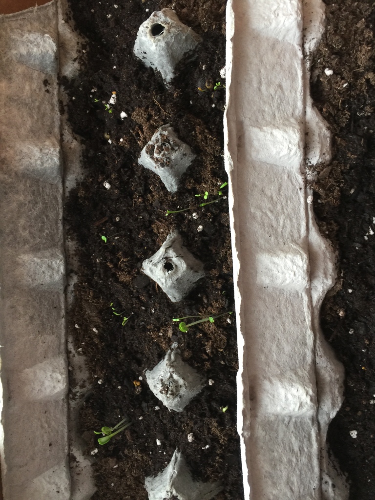seedlings, egg cartons, what I planted